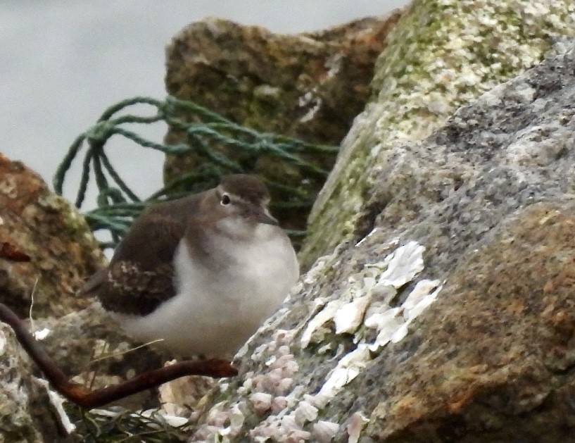 ביצנית נקודה - ML646585558