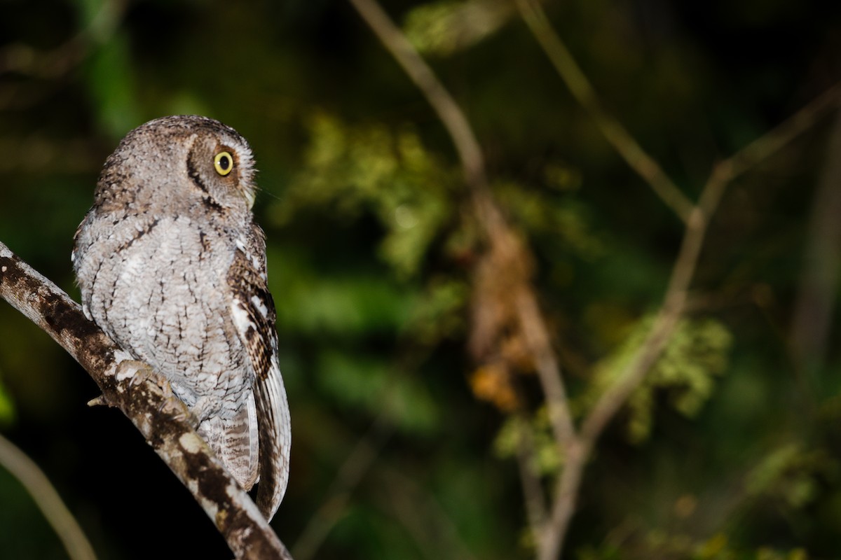 Middle American Screech-Owl (Middle American) - ML646585559