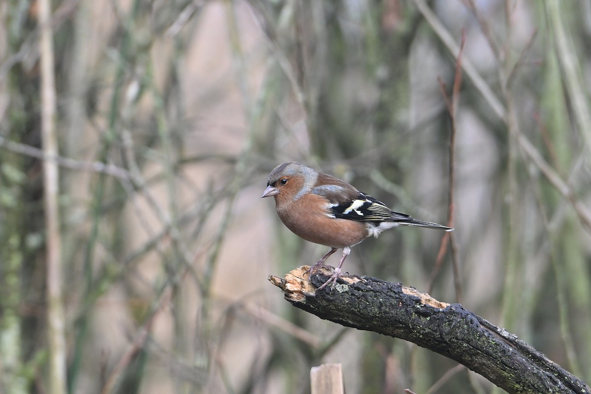 Common Chaffinch - ML646585575