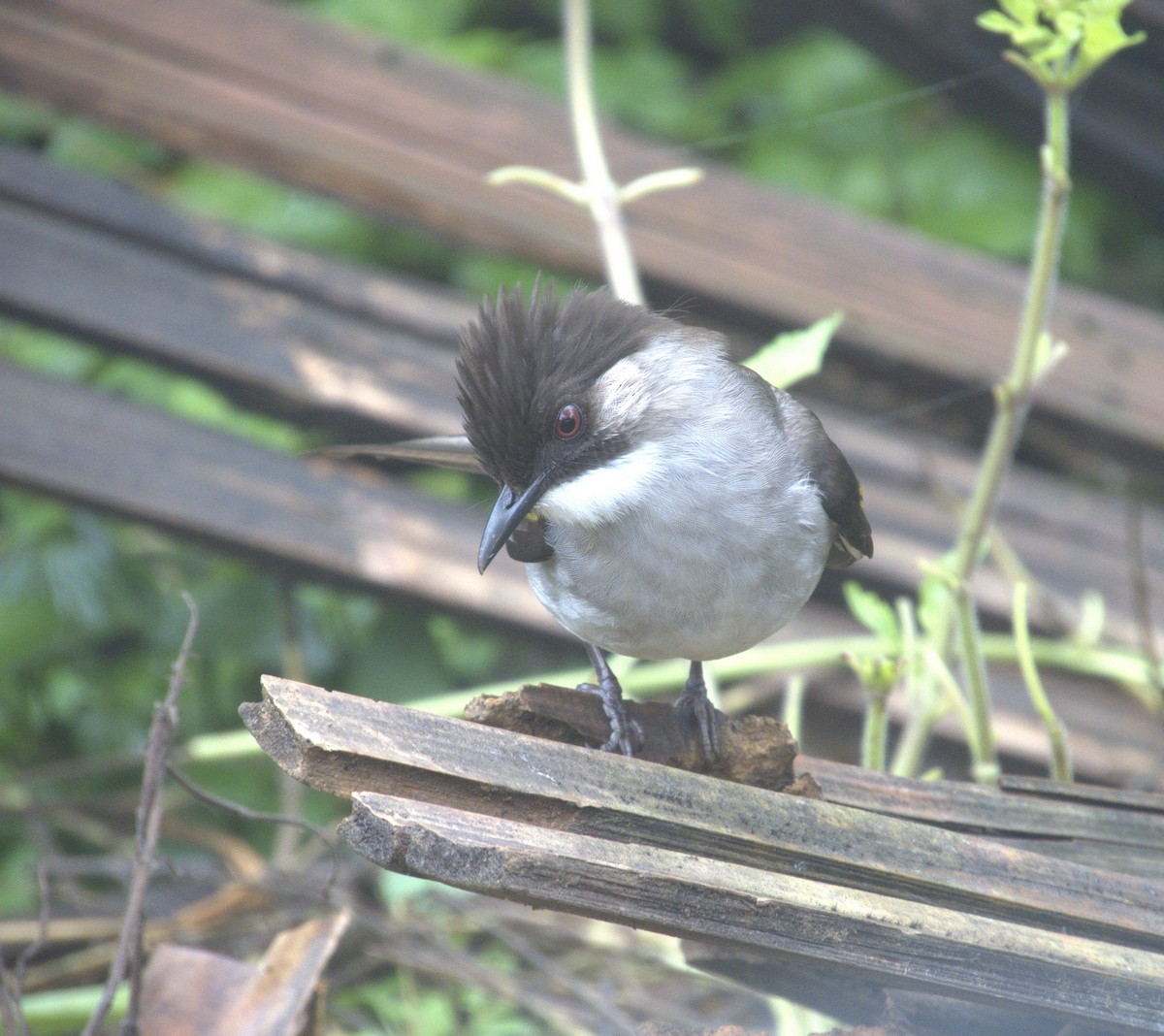 Ashy Bulbul - ML646585579