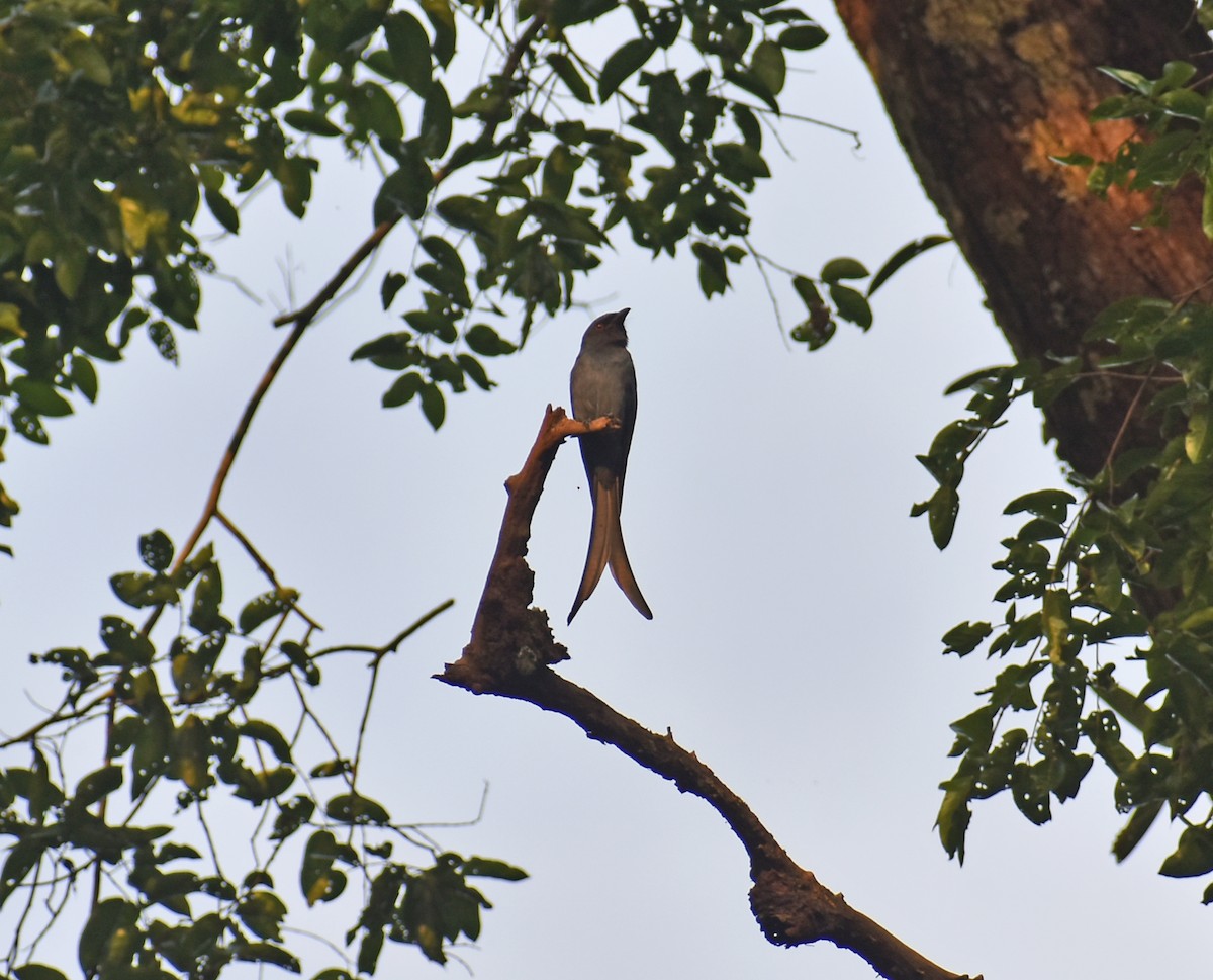 Drongo cendré - ML646585580