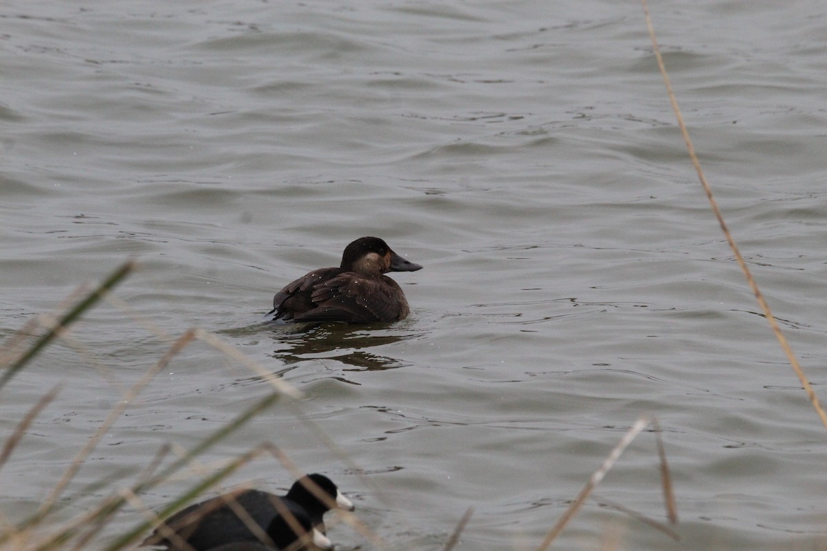 Ruddy Duck - ML646585582