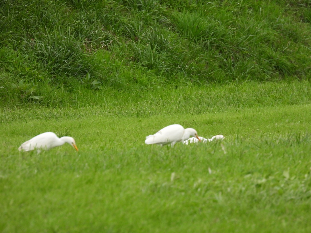 Western Cattle-Egret - ML646585583