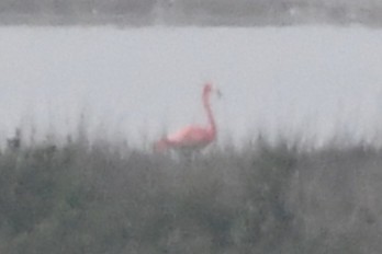 American Flamingo - ML646585584