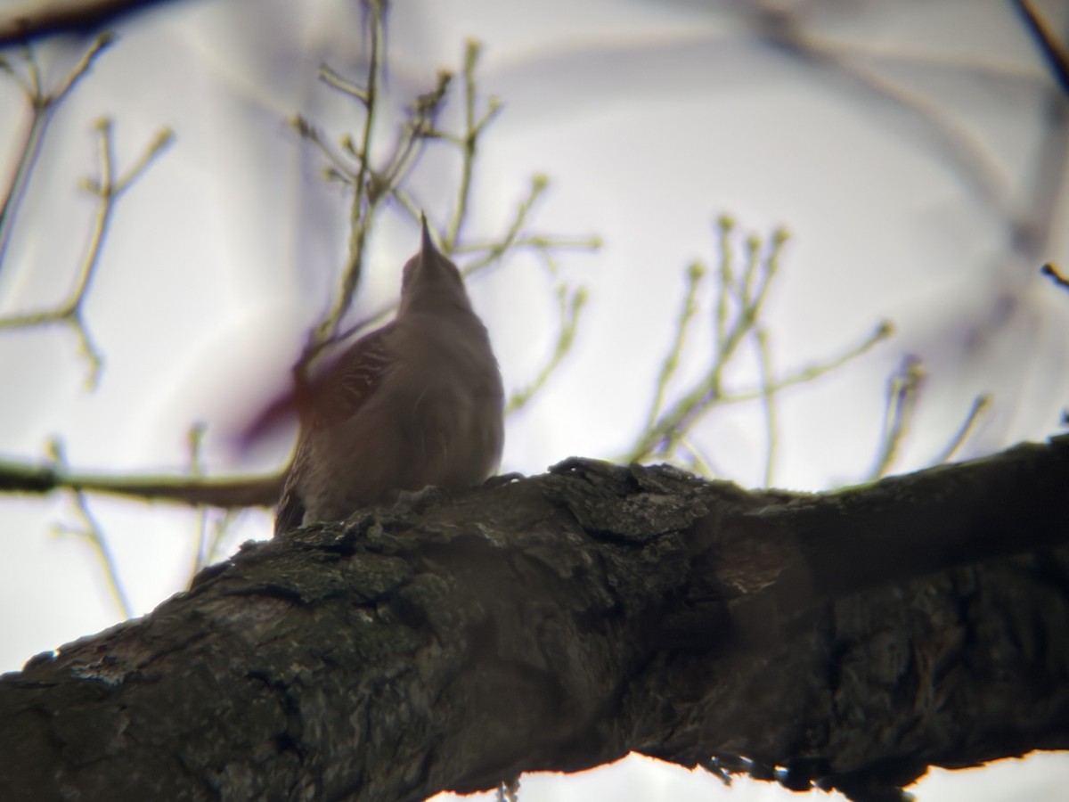Red-bellied Woodpecker - ML646585586