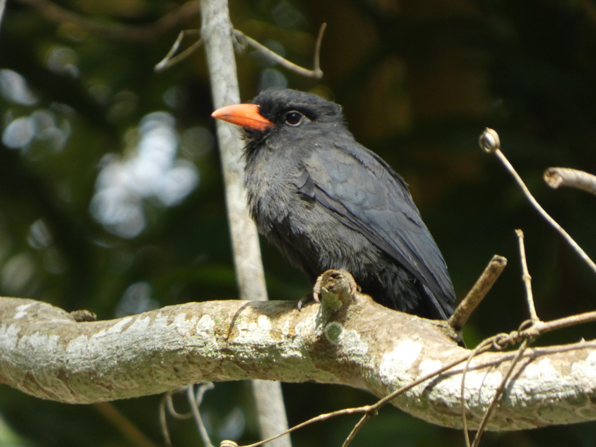 Black-fronted Nunbird - ML646585588