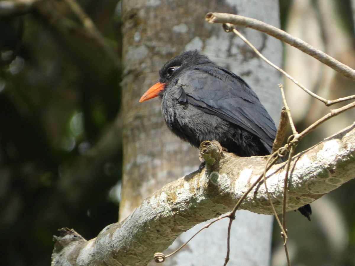 Black-fronted Nunbird - ML646585589