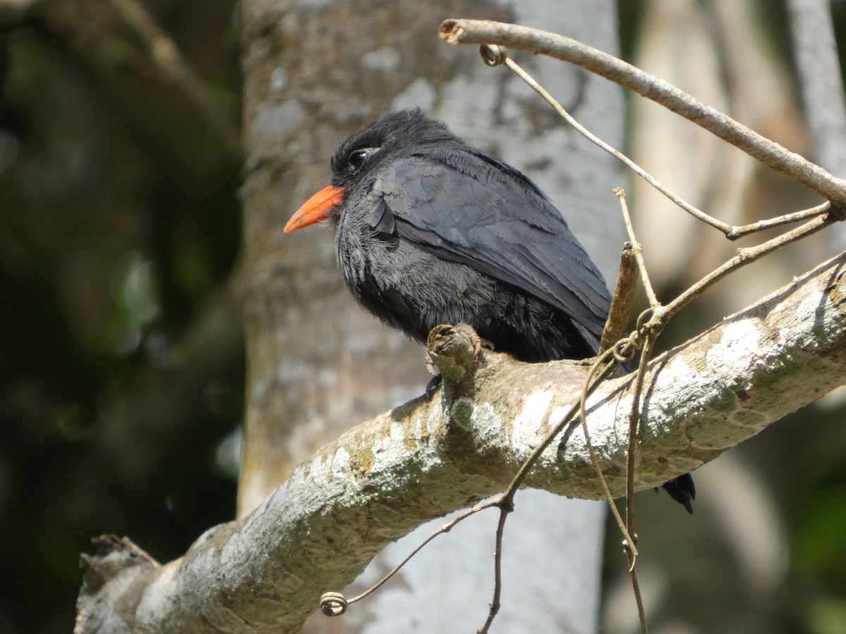 Black-fronted Nunbird - ML646585590