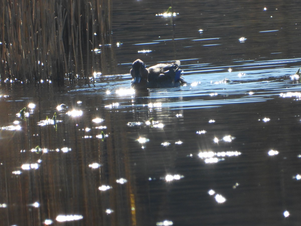 Green-winged Teal - ML646585593