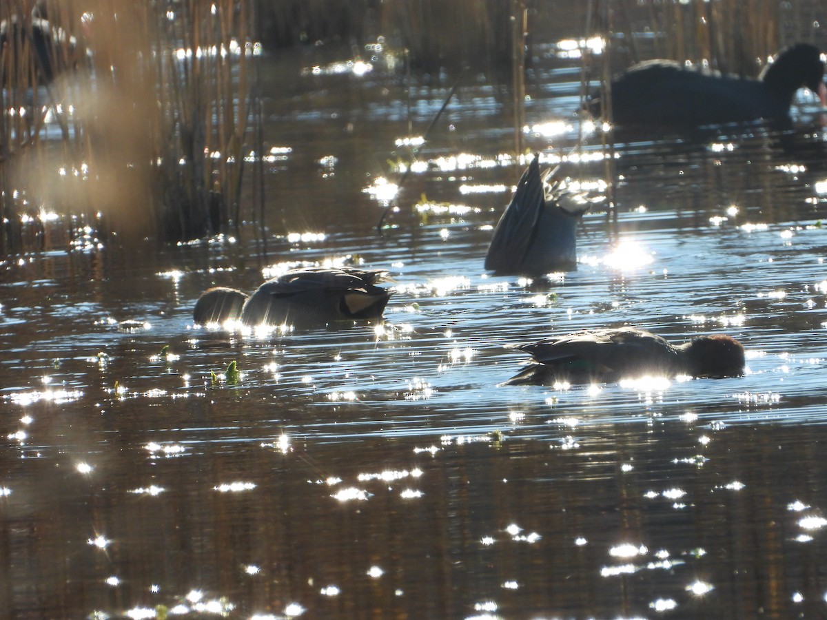 Green-winged Teal - ML646585594