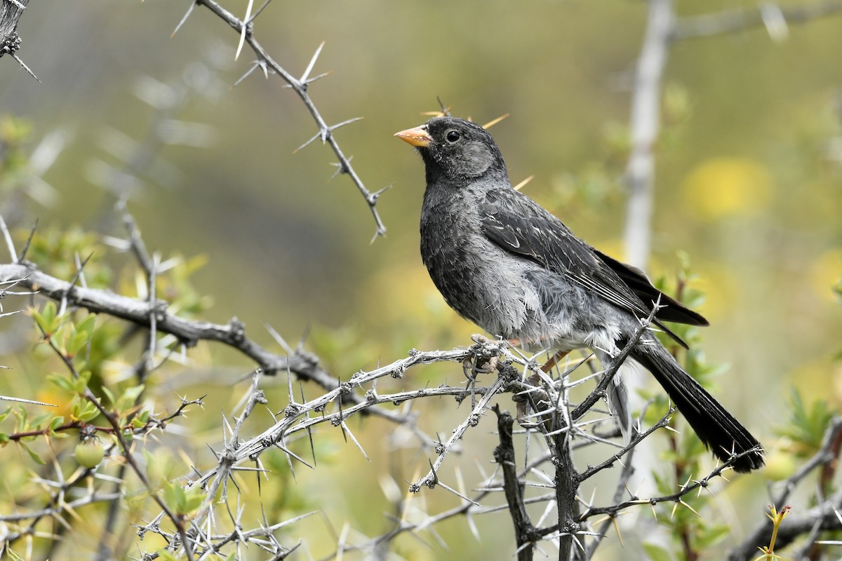 Karaca And İspinozu - ML646585595