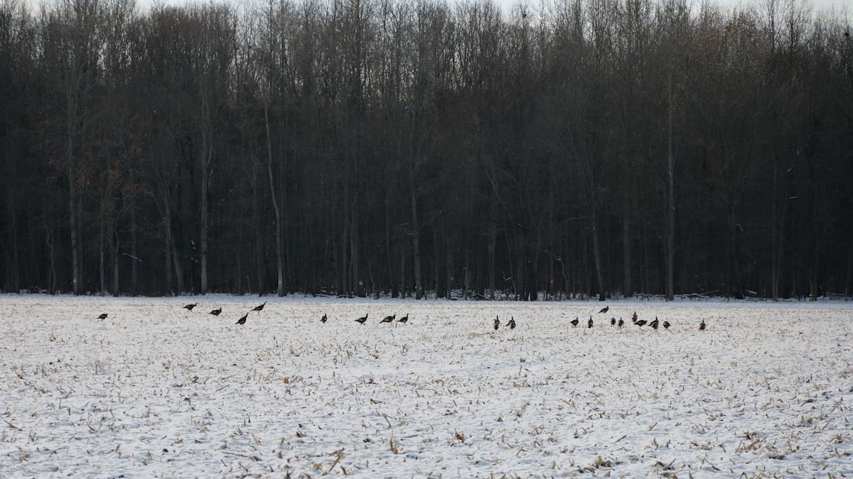 Wild Turkey - ML646585596