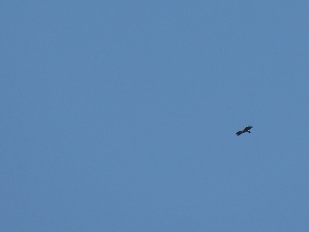 Booted Eagle - ML646585597