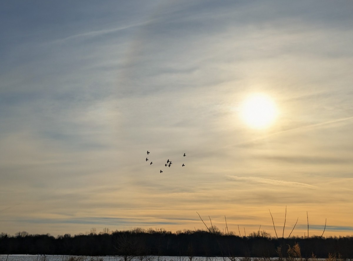 Rock Pigeon (Feral Pigeon) - ML646585599