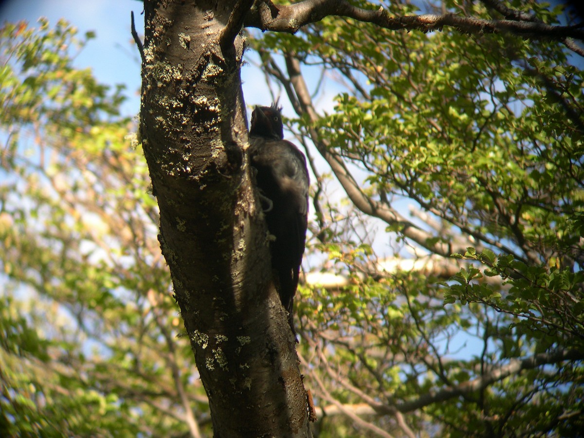 Magellanic Woodpecker - ML646585600
