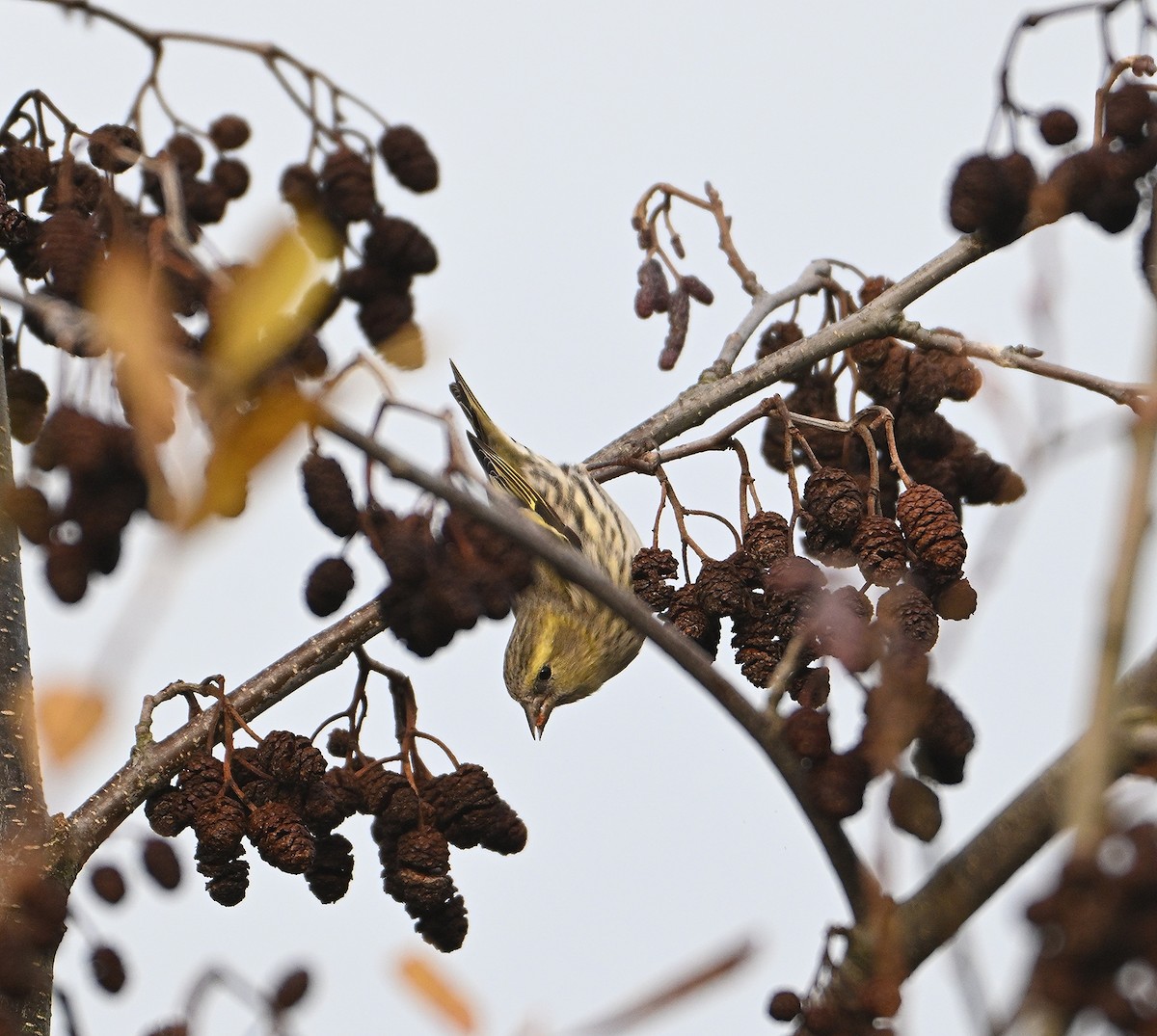 Eurasian Siskin - ML646585601