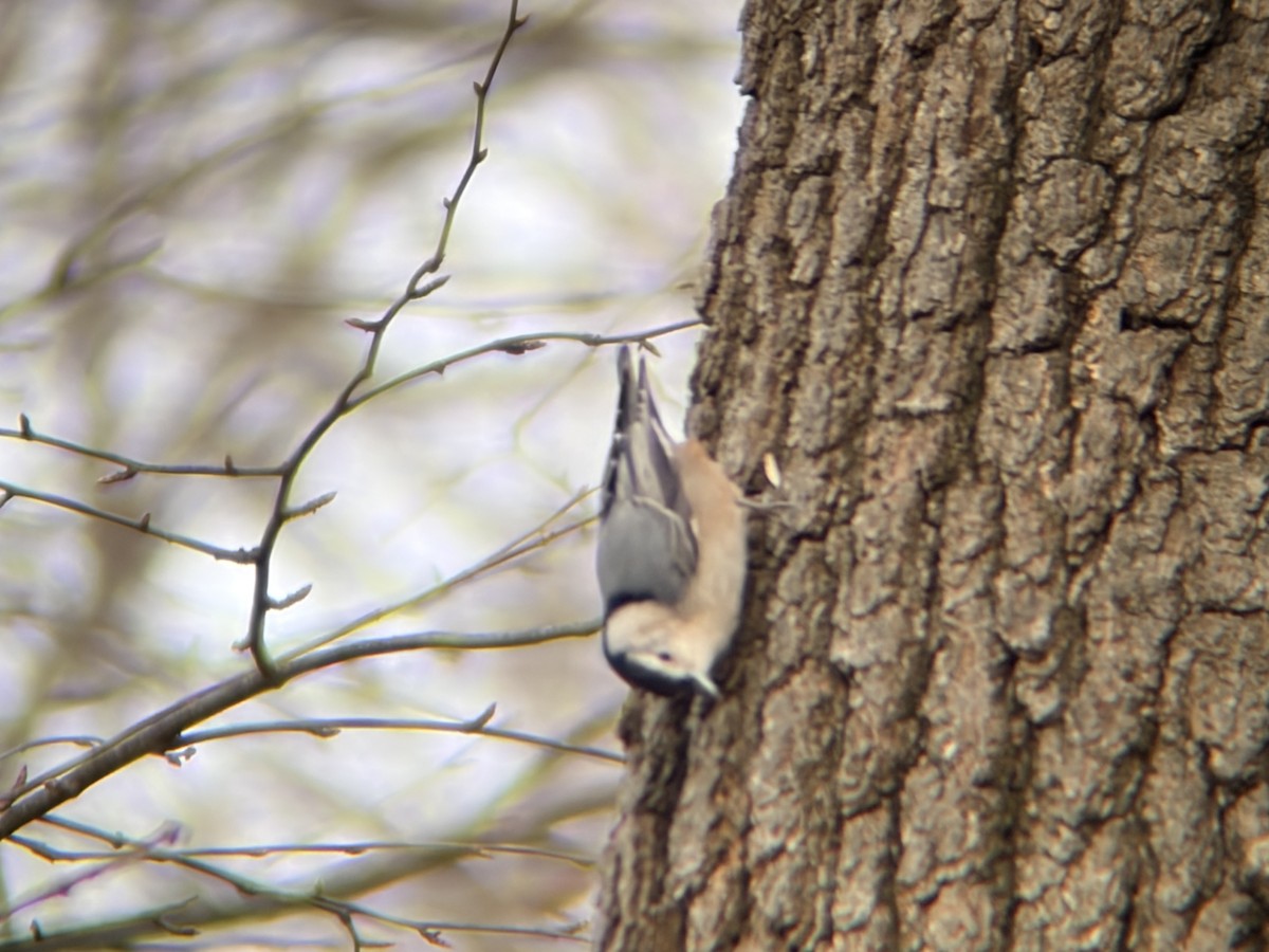 White-breasted Nuthatch - ML646585602