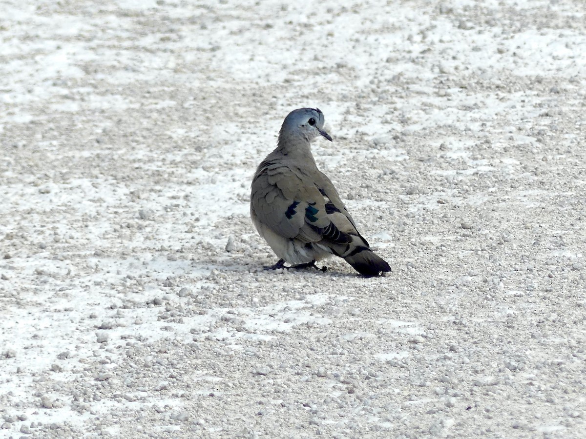 Emerald-spotted Wood-Dove - ML646585603