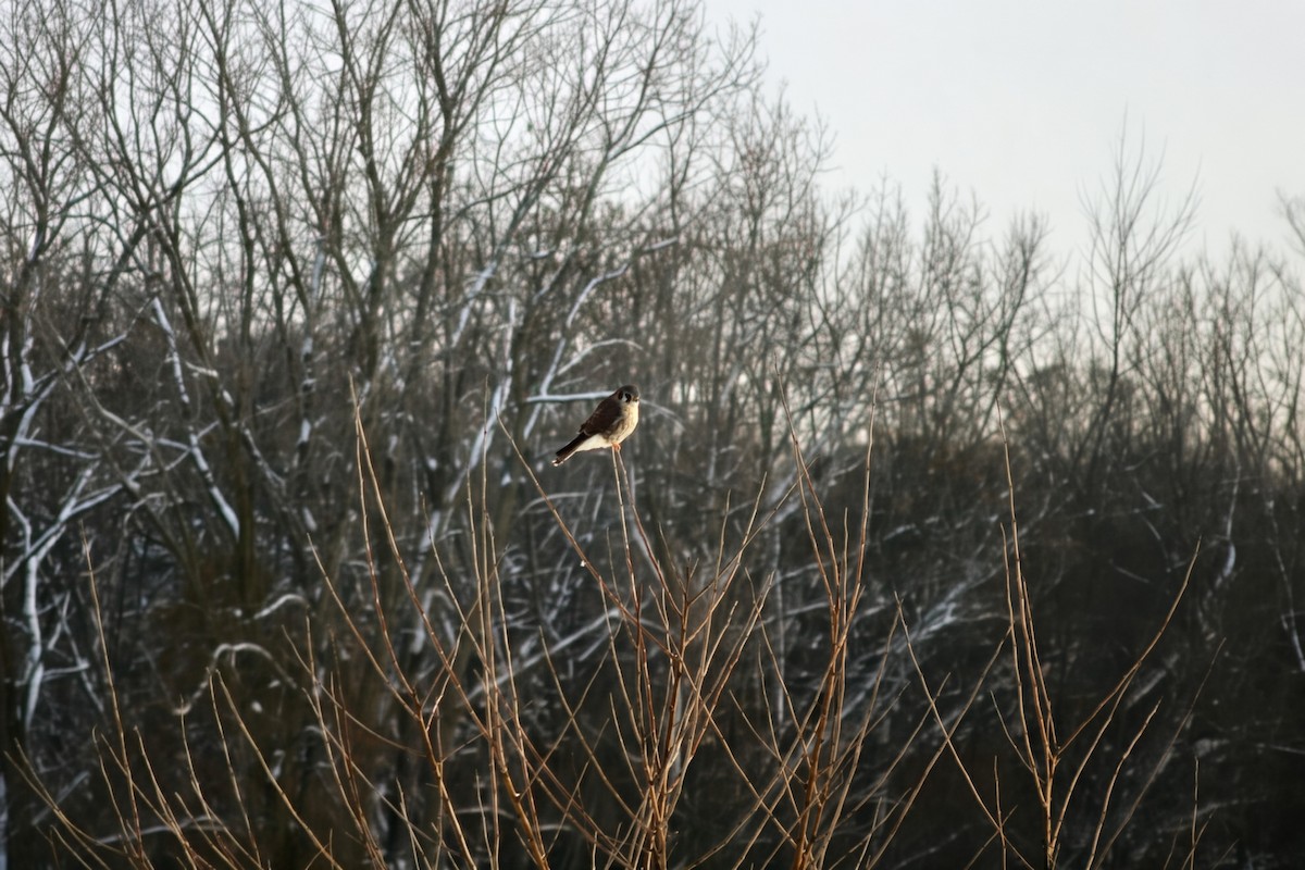 American Kestrel - ML646585605