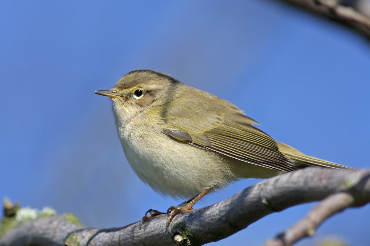Common Chiffchaff - ML646585606
