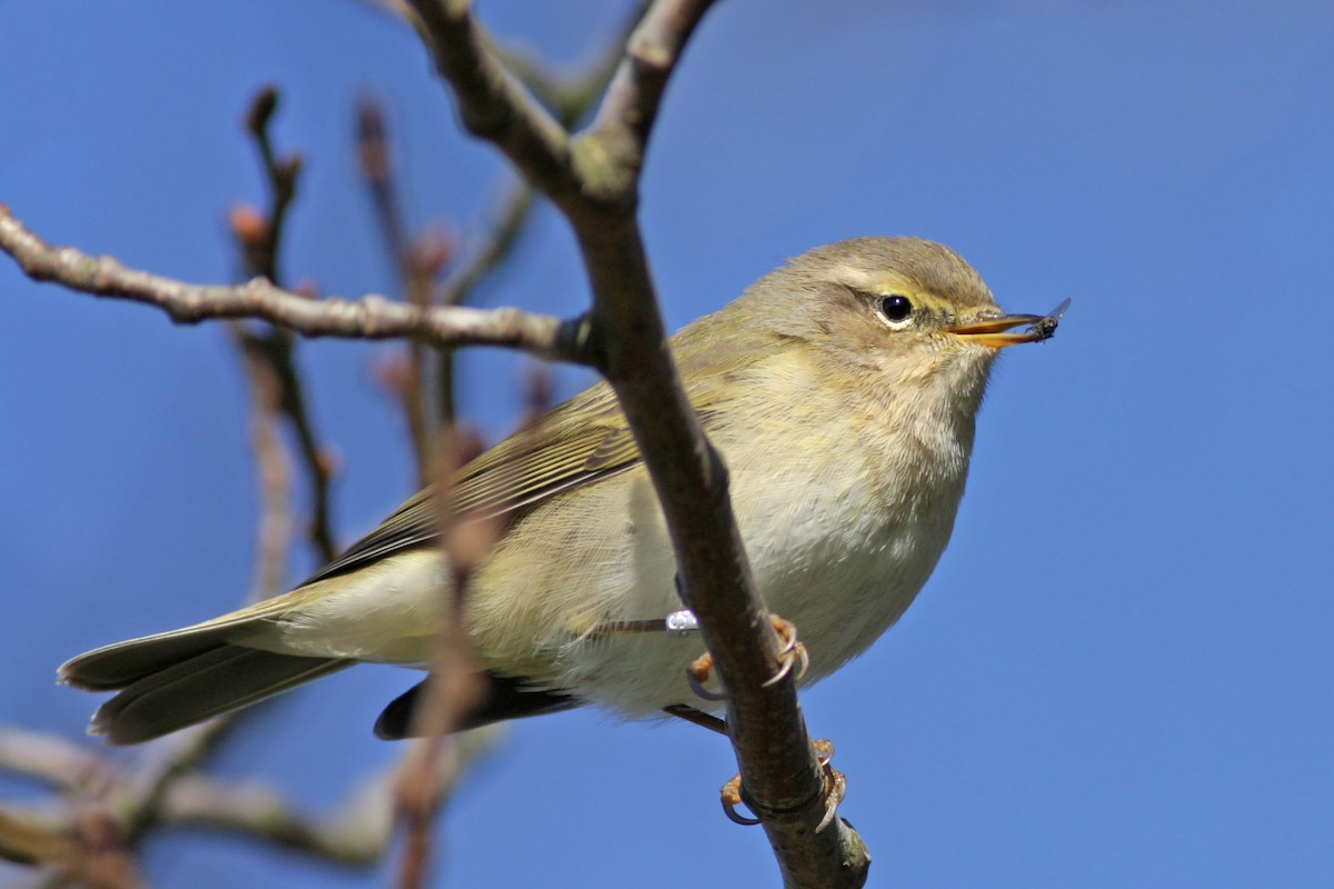 Common Chiffchaff - ML646585607