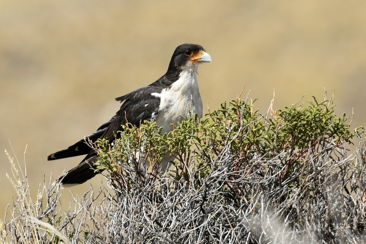 Beyaz Gerdanlı Karakara - ML646585608