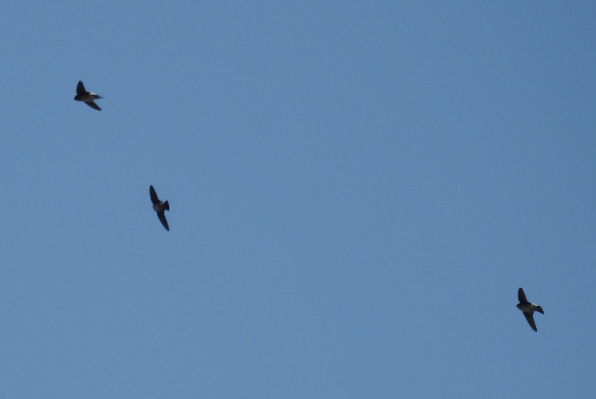 Asian House-Martin - ML646585609