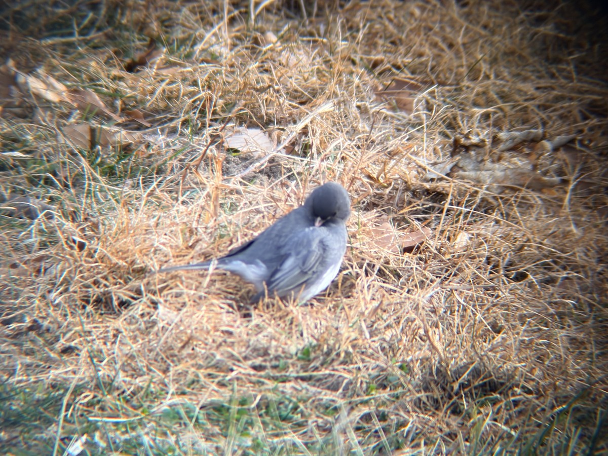 Dark-eyed Junco - ML646585611