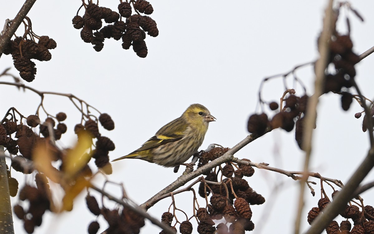 Eurasian Siskin - ML646585612