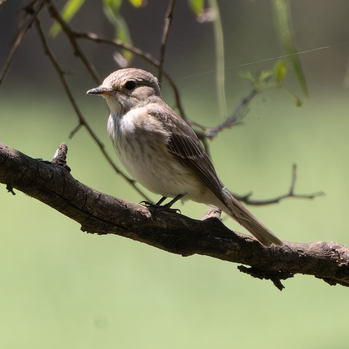 Spotted Flycatcher - ML646585613