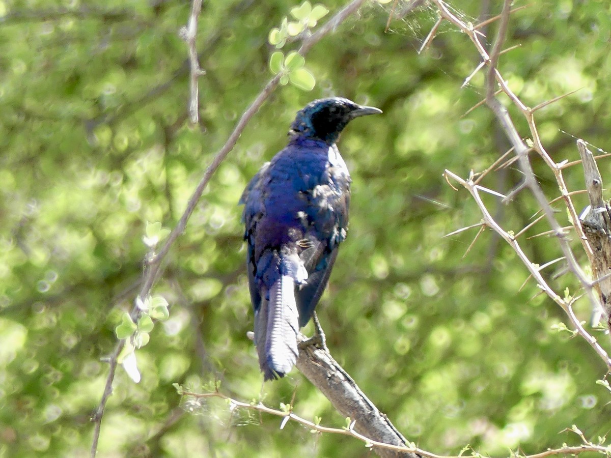Burchell's Starling - ML646585614