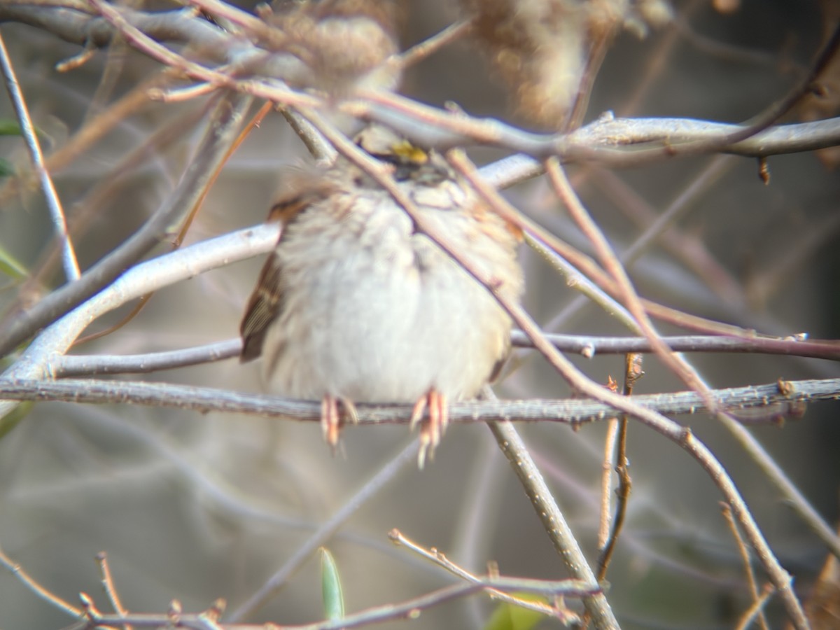 White-throated Sparrow - ML646585618