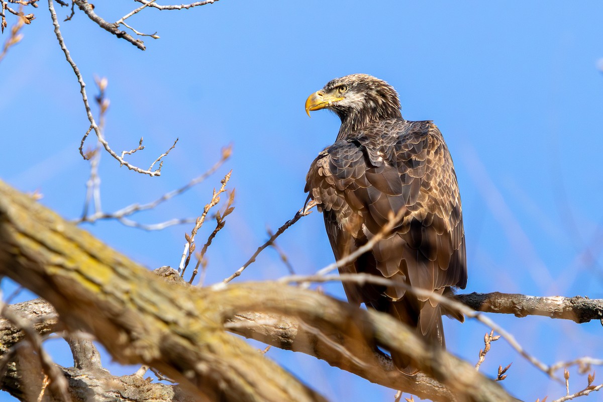 Bald Eagle - ML646585632