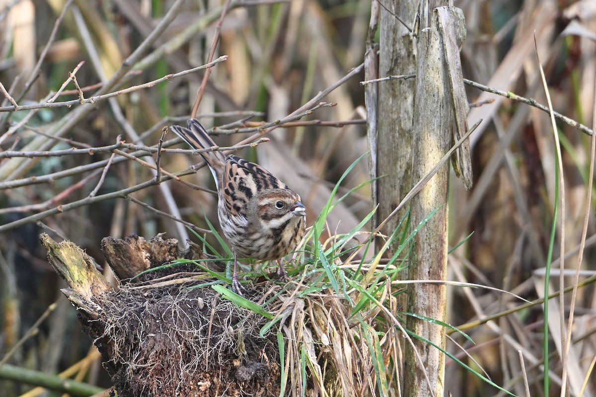 Reed Bunting - ML646585634