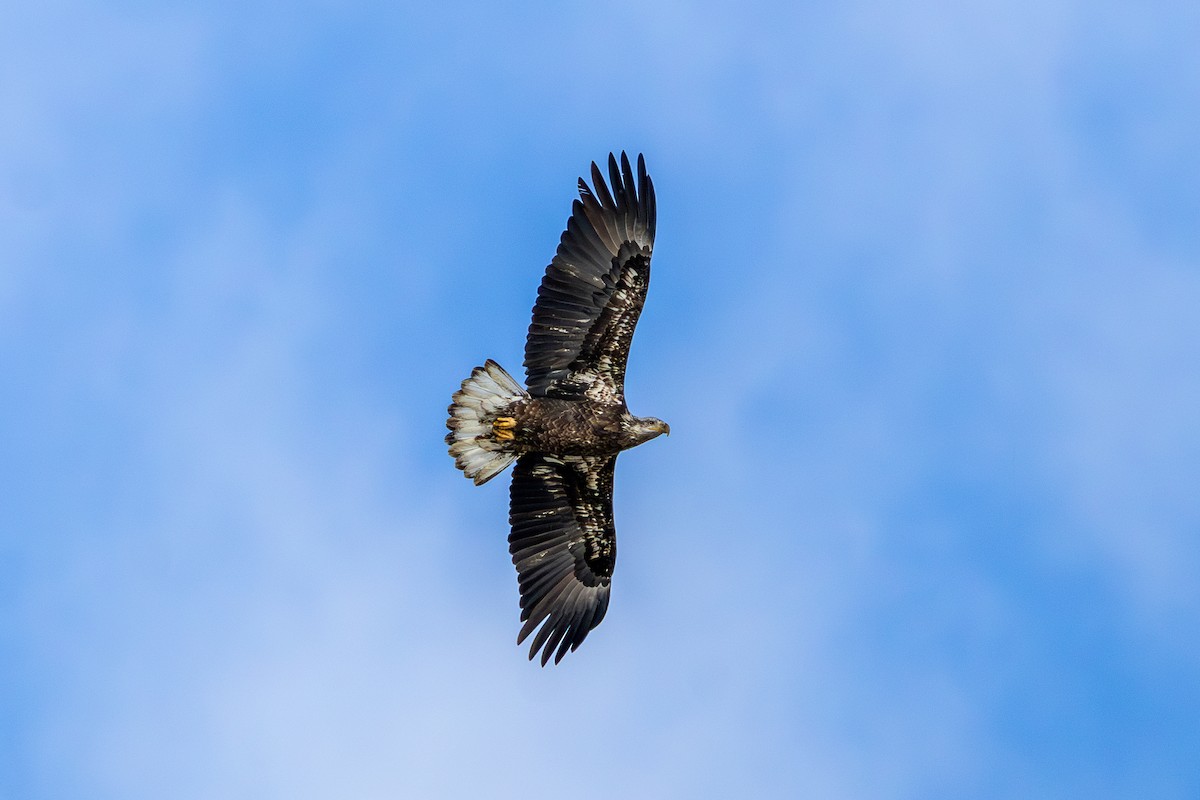 Bald Eagle - ML646585637