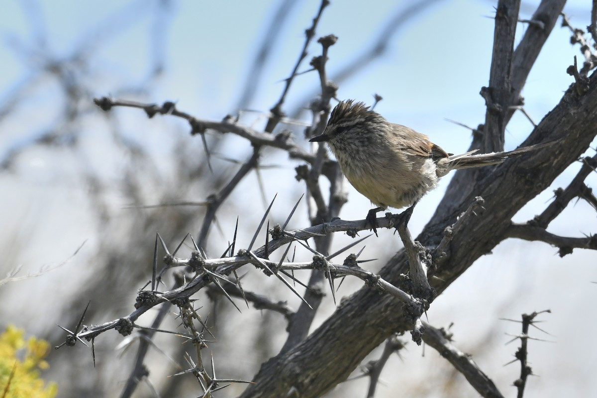 Baştankara Makaskuyruğu - ML646585638