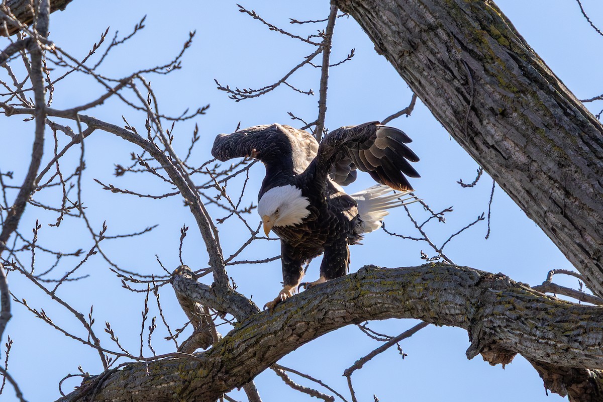 Bald Eagle - ML646585639