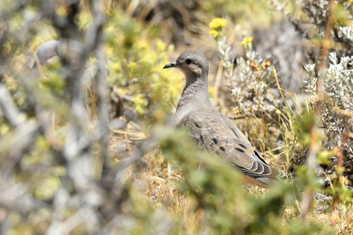 Küpeli Kumru - ML646585641