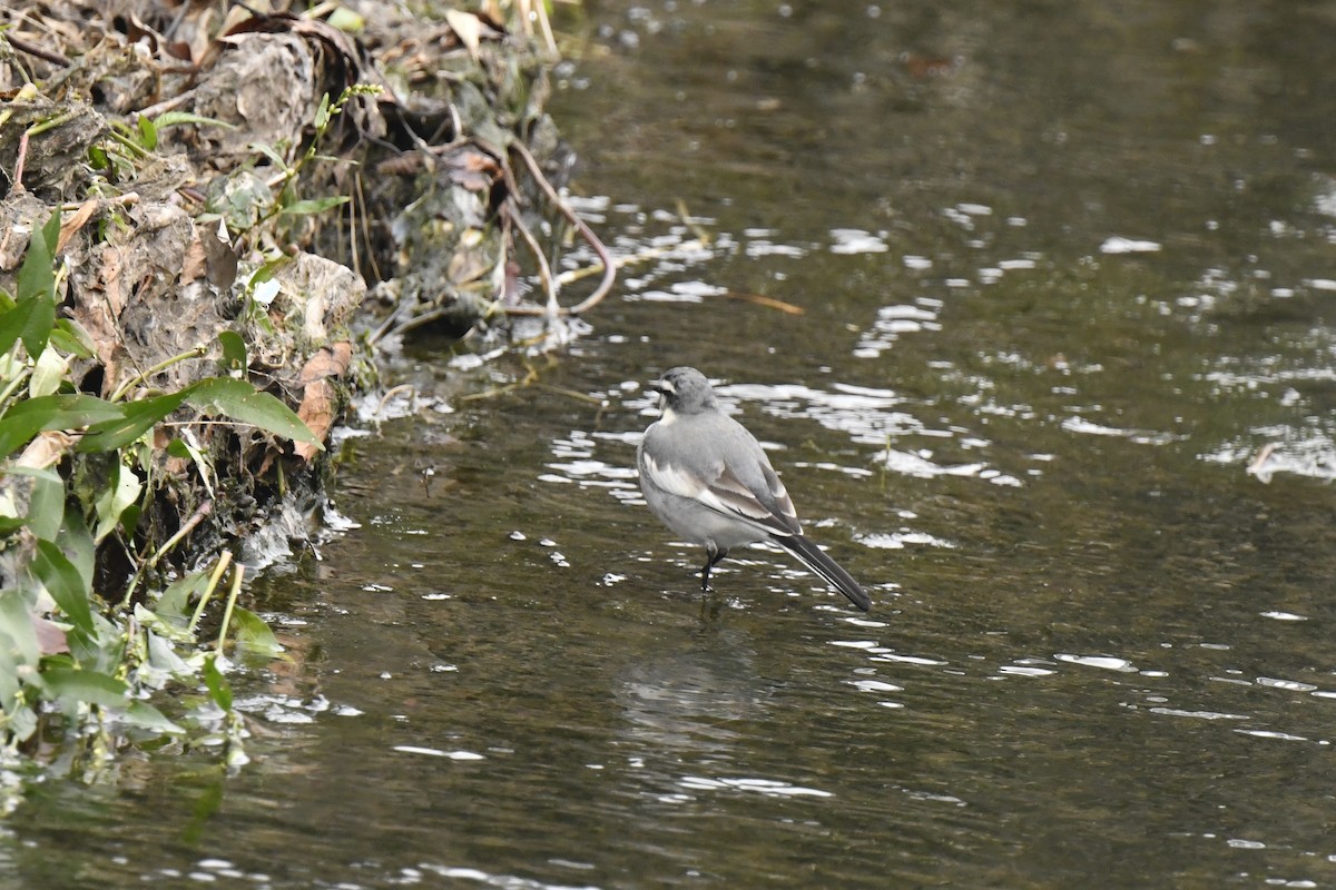 konipas bílý - ML646585644