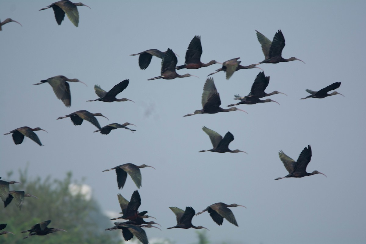 ibis hnědý - ML646585645