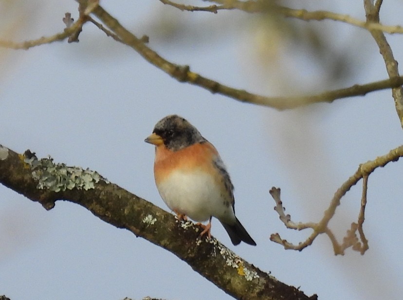 Brambling - ML646585646
