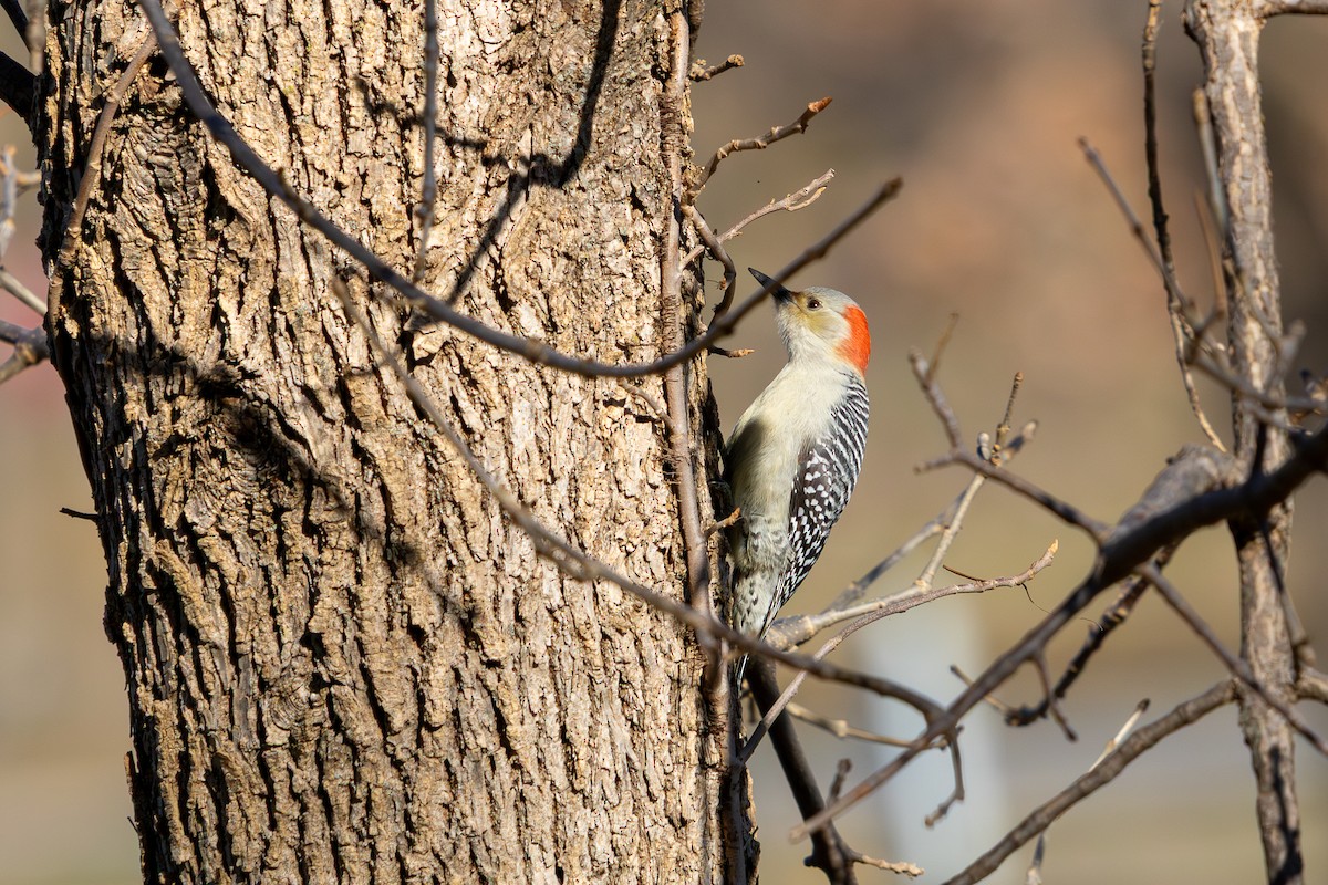 Red-bellied Woodpecker - ML646585647