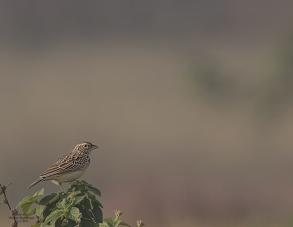 Indian Bushlark - ML646585649