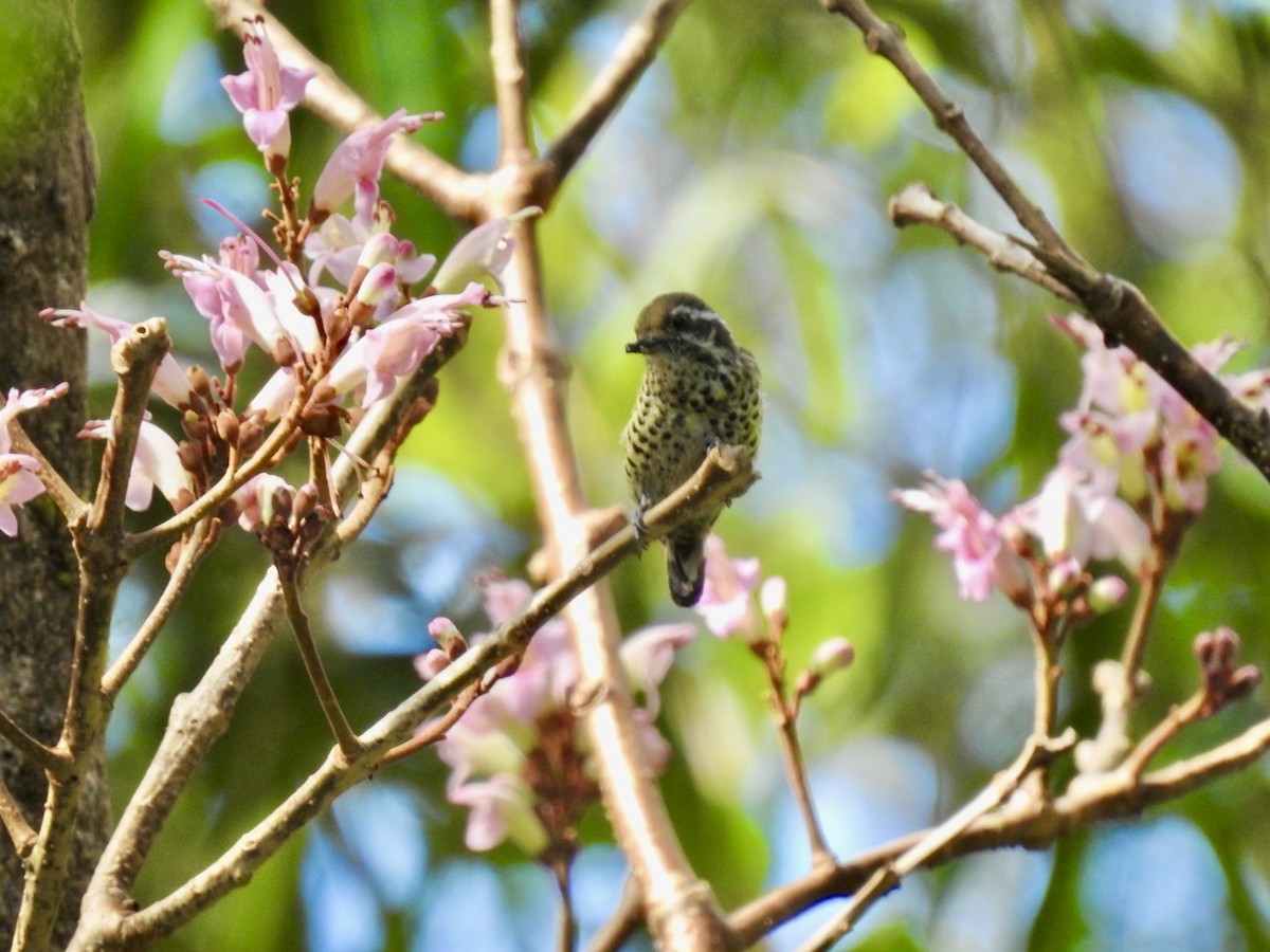 Speckled Piculet - ML646585651