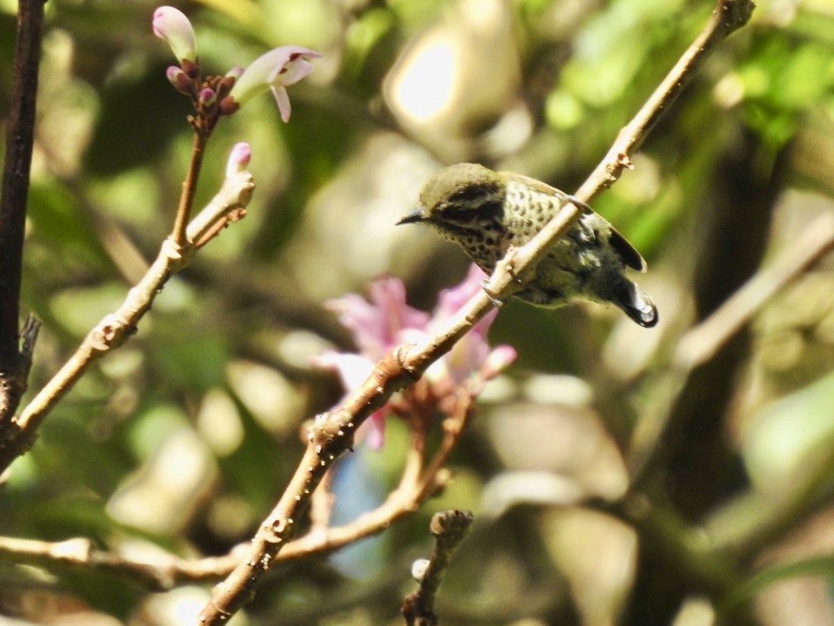 Speckled Piculet - ML646585652