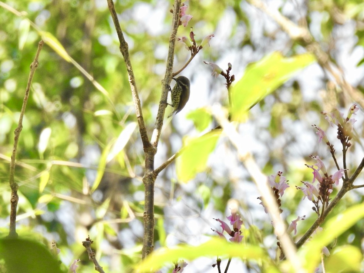 Speckled Piculet - ML646585653