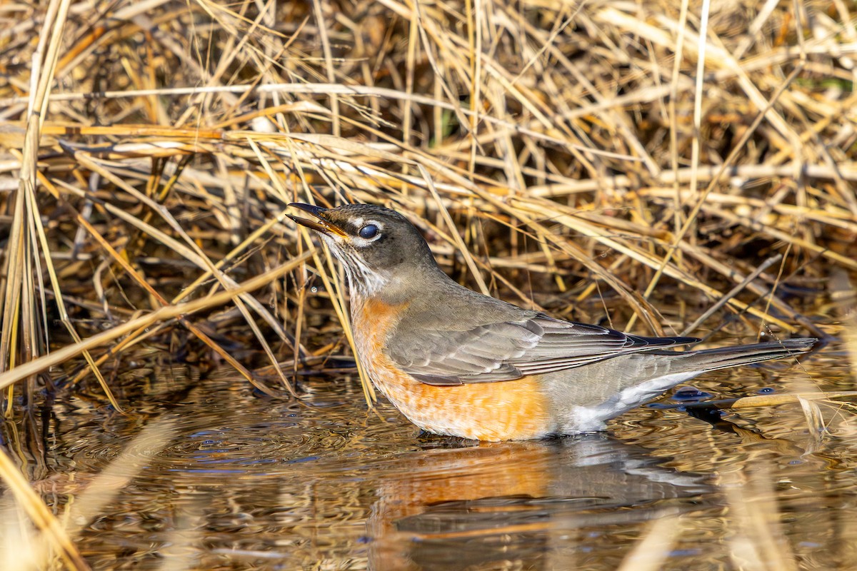 American Robin - ML646585654