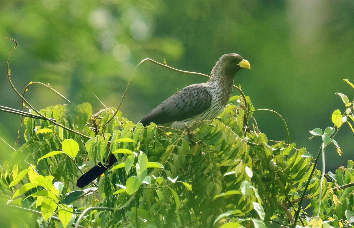 Western Plantain-eater - ML646585655