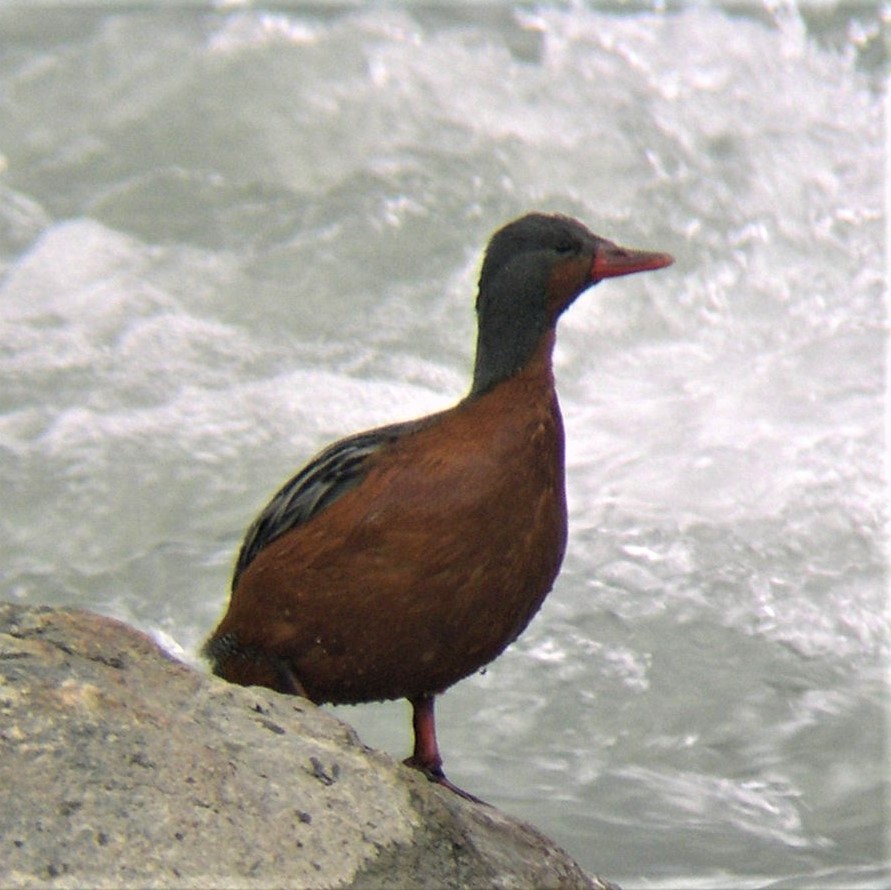 Torrent Duck - ML646585658