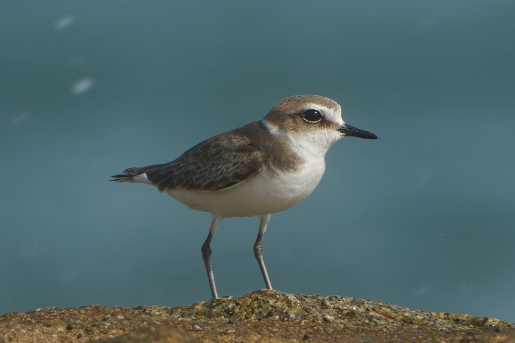 Kentish Plover - ML646585659
